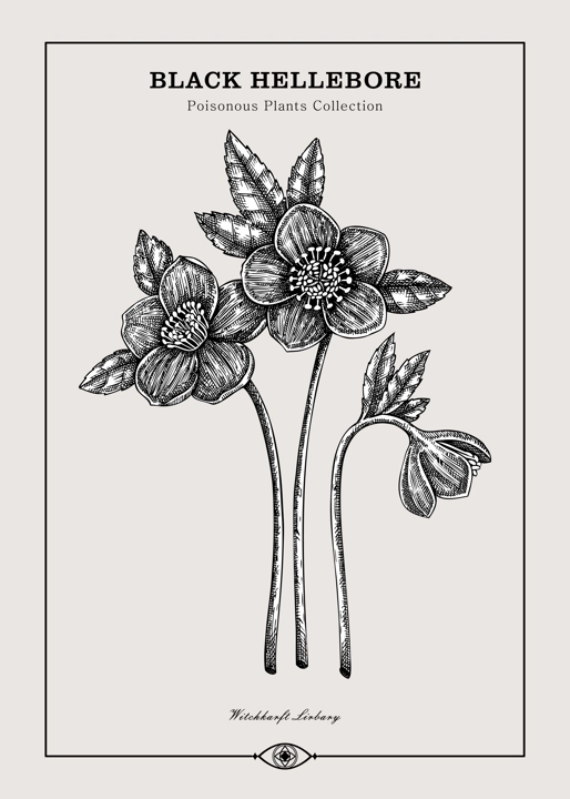 Antique apothecary label design. Black Hellebore sketch. Witch herbs. Poisonous plant hand-drawn illustration. Art deco poster. NOT AI generated